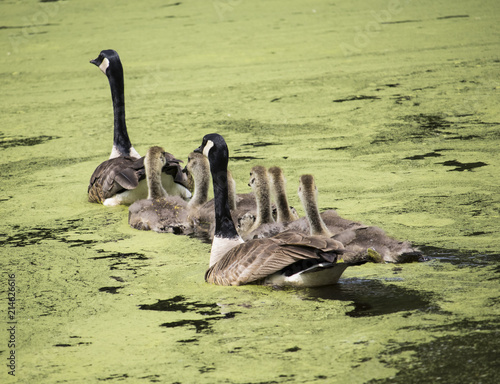 Geese Family in Pond