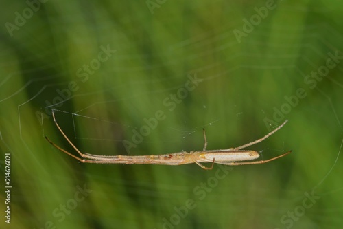 A slender Longjawed Orbweaver spider from the Tetragnathidae family lying in wait for prey underneath its web against a green nature background. photo