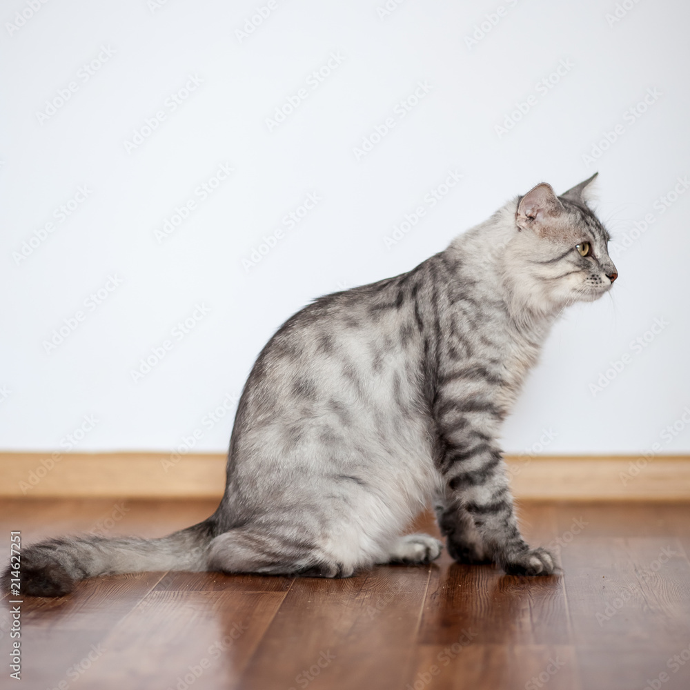 Gray fluffy cat of the Siberian breed