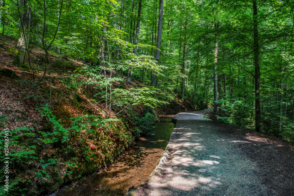 Obraz premium Zauberwald