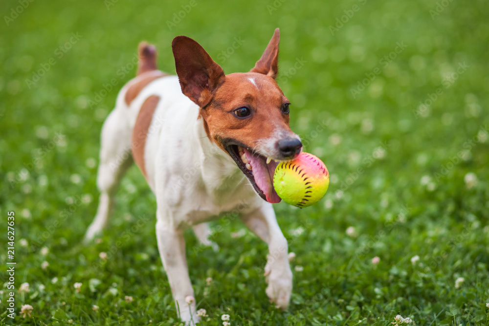 dog playing with a ball on the grass in the Park