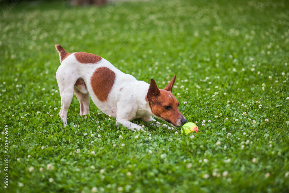 Dog playing with a ball on the grass Jack Russell Terrier Dog playing with a ball on the grass Jack Russell Terrier