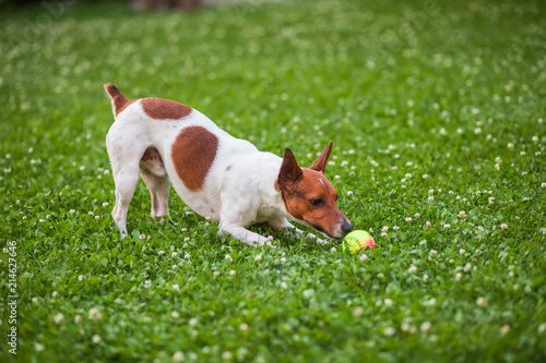 Dog playing with a ball on the grass Jack Russell Terrier