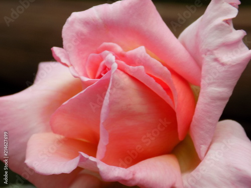 Fototapeta Naklejka Na Ścianę i Meble -  Beautiful pink rose