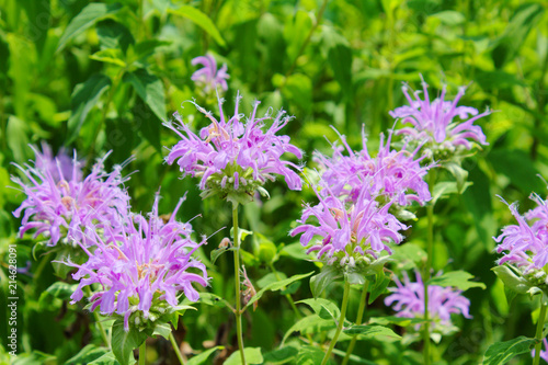Light Pink Purple Monarda Bee Balm Wild Native Perennial Prairie Flowers in Bloom Against a Green Leaf Background