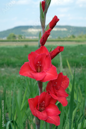 Fototapeta Naklejka Na Ścianę i Meble -  Deutsche Schwertlilie