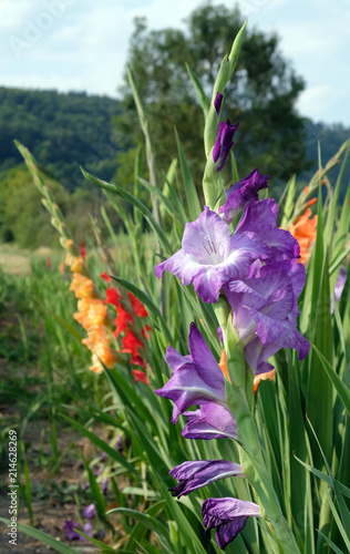Fototapeta Naklejka Na Ścianę i Meble -  Deutsche Schwertlilie