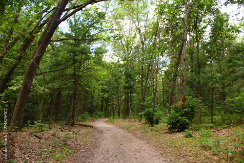 Winding Curved Inviting Nature Hiking Walking Outdoor Trail Path in Verdant Green Lush Forest Woods © Kelsey