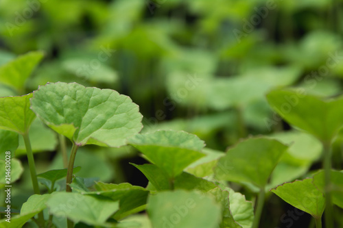 Wallpaper Mural Close up of green leaf. Green fresh plants on nature background. Torontodigital.ca