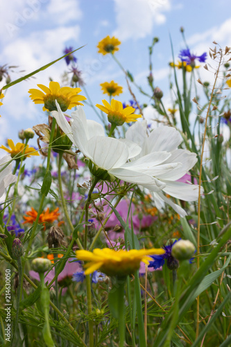 Fototapeta Naklejka Na Ścianę i Meble -  multi colorful flowers in meadow at sunshine summer day