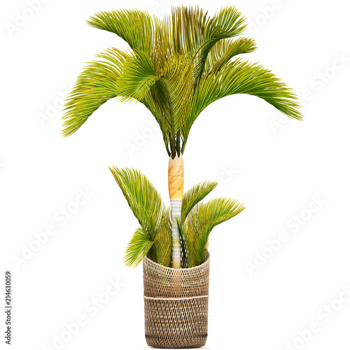 Hyophorbe palm photo