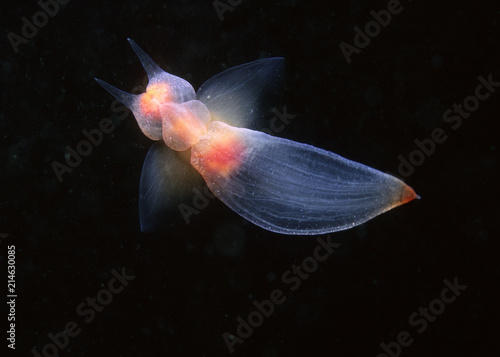 Naked sea butterfly underwater in the St.Lawrence Estuary in Canada
