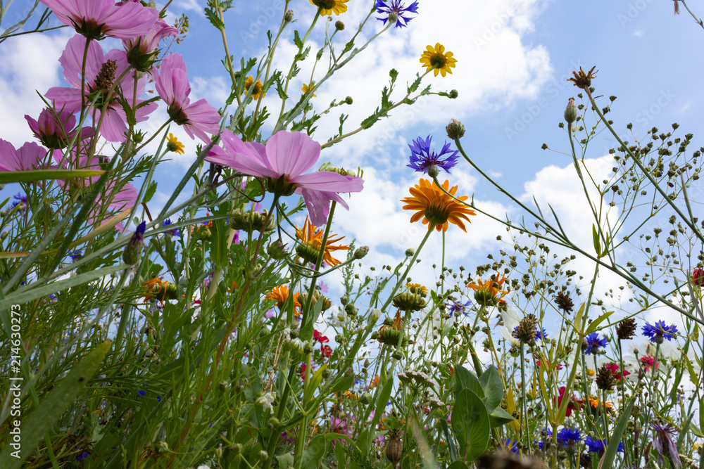 Φωτογραφία multi colorful flowers in meadow at sunshine summer day