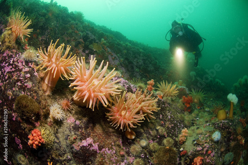 Scuba diver and northern red anemone underwater in the St. Lawrence Estuary