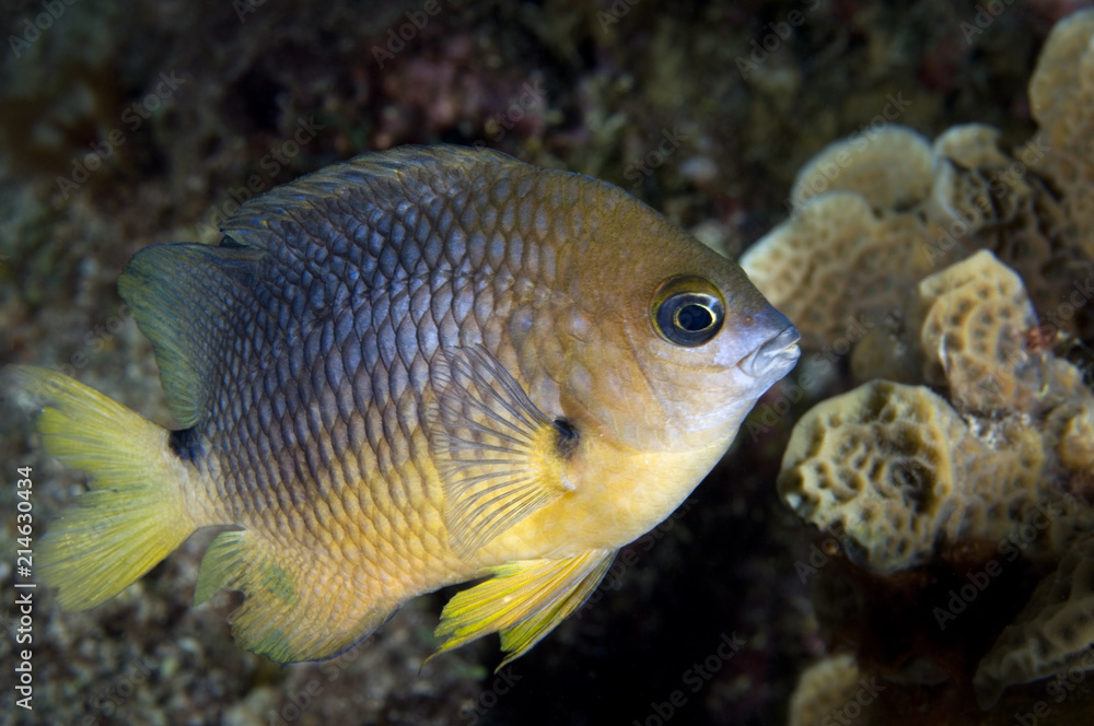 Threespot damselfish on coral reef in the Caribbean Threespot damselfish on coral reef in the Caribbean