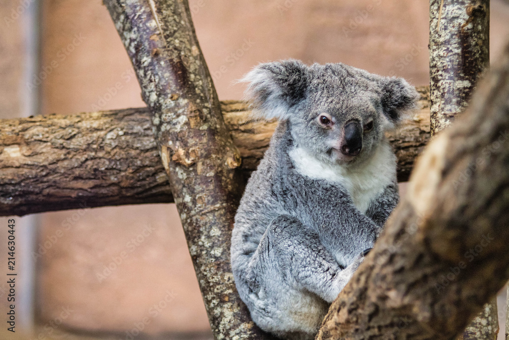Obraz premium Koala