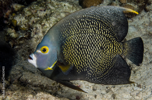 French angelfish on coral reef  in the Caribbean © RLS Photo