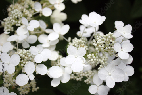 High Contrast White Oak-Leaved Hydrangea Delicate Luxurious White Blossom and Bud Pattern Texture