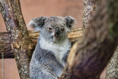 Photography Koala