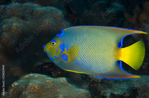 Queen angelfish underwater on coral reef  in the Caribbean