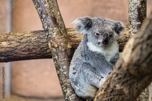 Fototapeta Naklejka Na Ścianę i Meble -  Zoo de Beauval - Koala