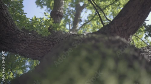 Camera rising from truck to leaves. photo