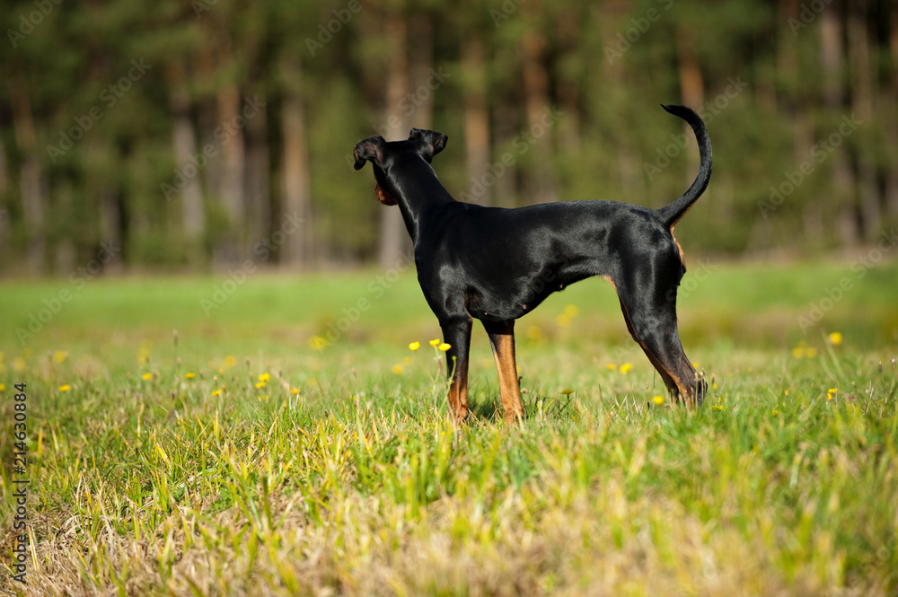 Deutscher Pinscher sieht in die Ferne Deutscher Pinscher sieht in die Ferne