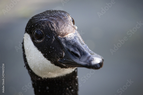 Cute Goose
