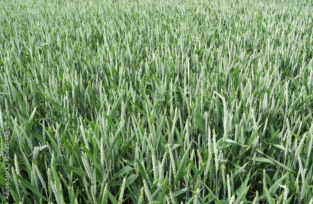 Agriculture: View over a growing wheat field in Eastern Thuringia in May Agriculture: View over a growing wheat field in Eastern Thuringia in May