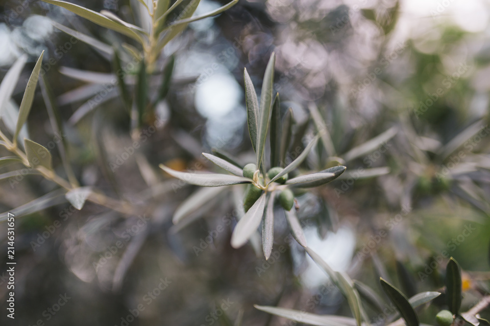 Olive branch with leaves and green olives. Olive tree close up in Spain. Mediterranean plant, flora. Olive branch with leaves and green olives. Olive tree close up in Spain. Mediterranean plant, flora.