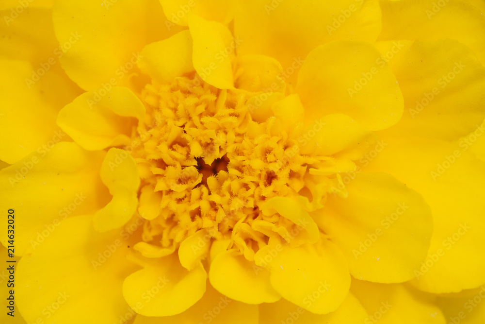 close up view of yellow geranium flower and leaves. Macro background. Nature concept close up view of yellow geranium flower and leaves. Macro background. Nature concept