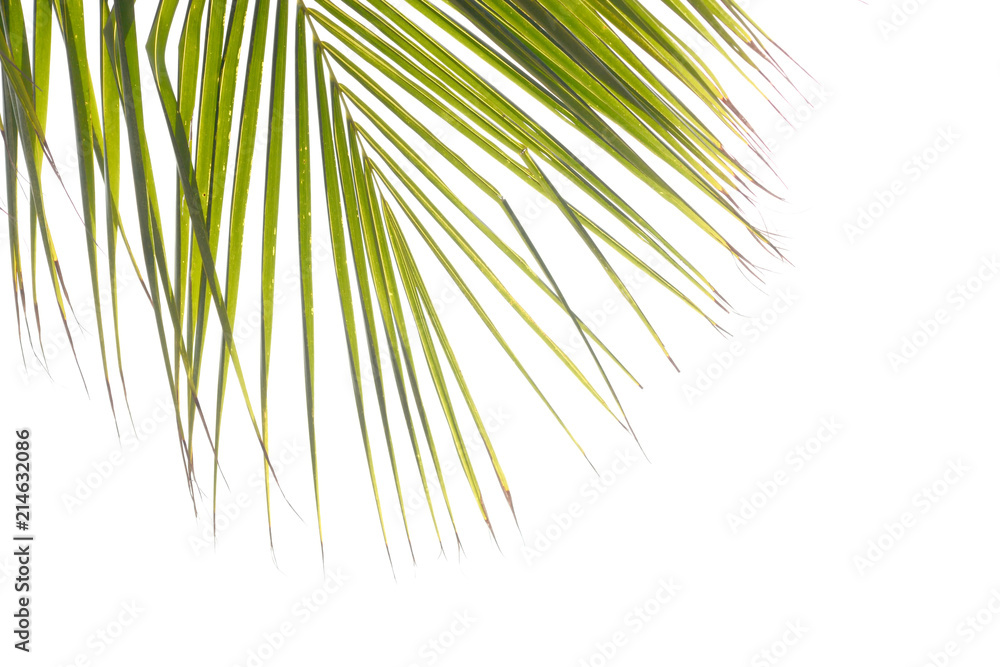 Obraz premium Coconut leaf isolated on white background