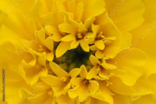 close up view of yellow geranium flower and leaves. Macro background. Nature concept © Eva