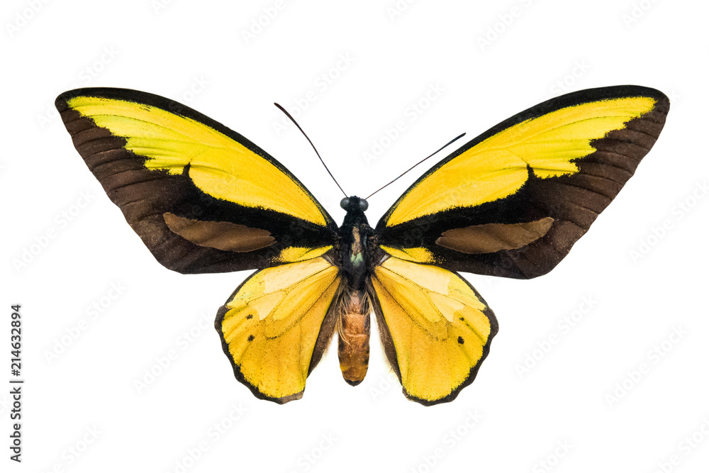 Fototapeta premium butterfly Ornithoptera croesus lydius m.
