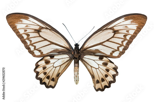 butterfly Ornithoptera croesus lydius f