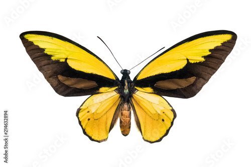 butterfly Ornithoptera croesus lydius m.