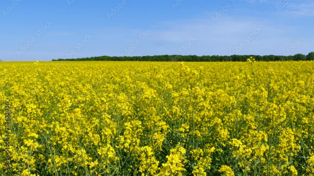 4K.Yellow spring field of grass, colza. Dolly shot. 4K.Yellow spring field of grass, colza. Dolly shot.