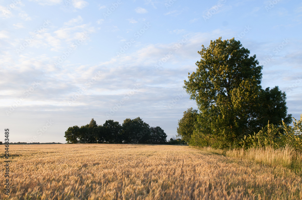 Fototapeta premium zboże