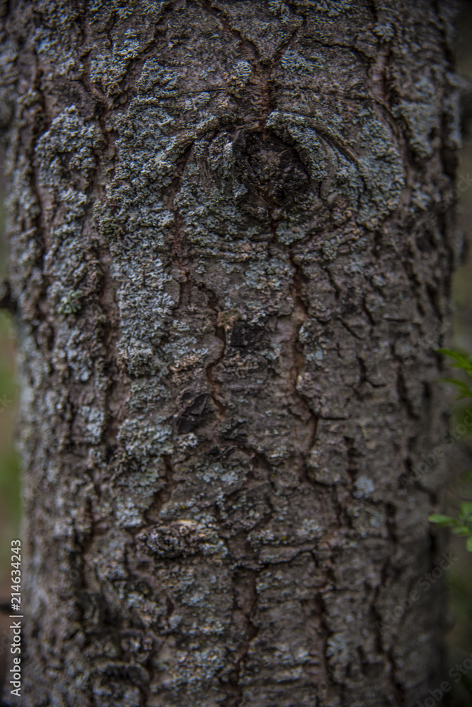 close up tree bark texture of background