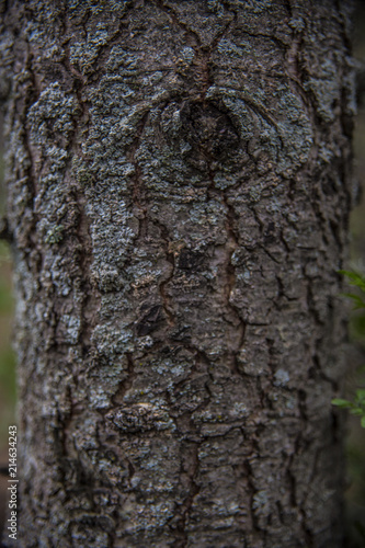 close up tree bark texture of background