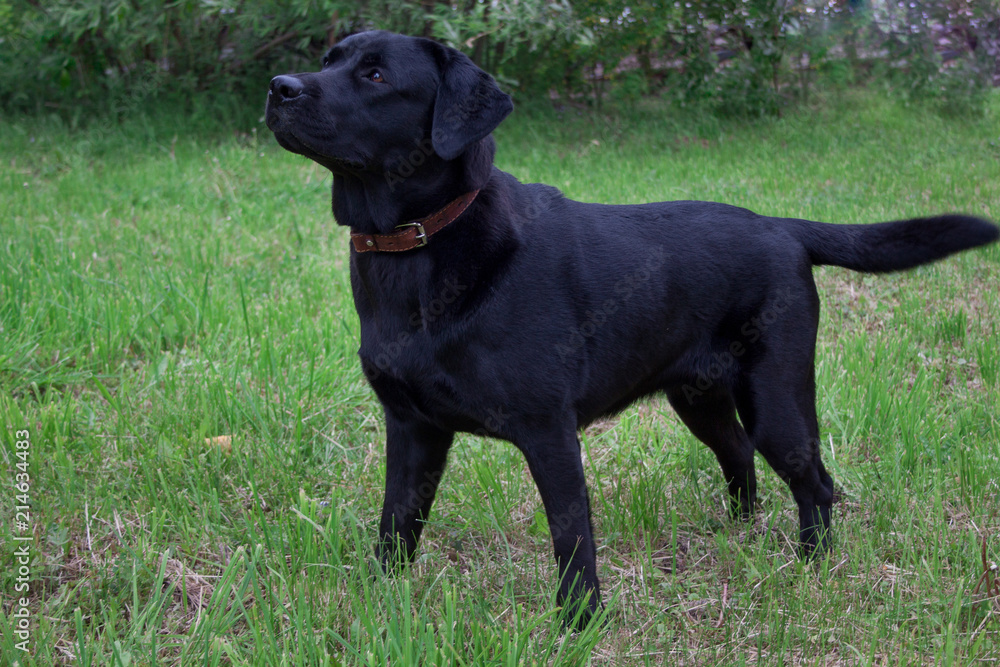 Cute black labrador retriever is standing on a spring meadow. Pet animals. Cute black labrador retriever is standing on a spring meadow. Pet animals.