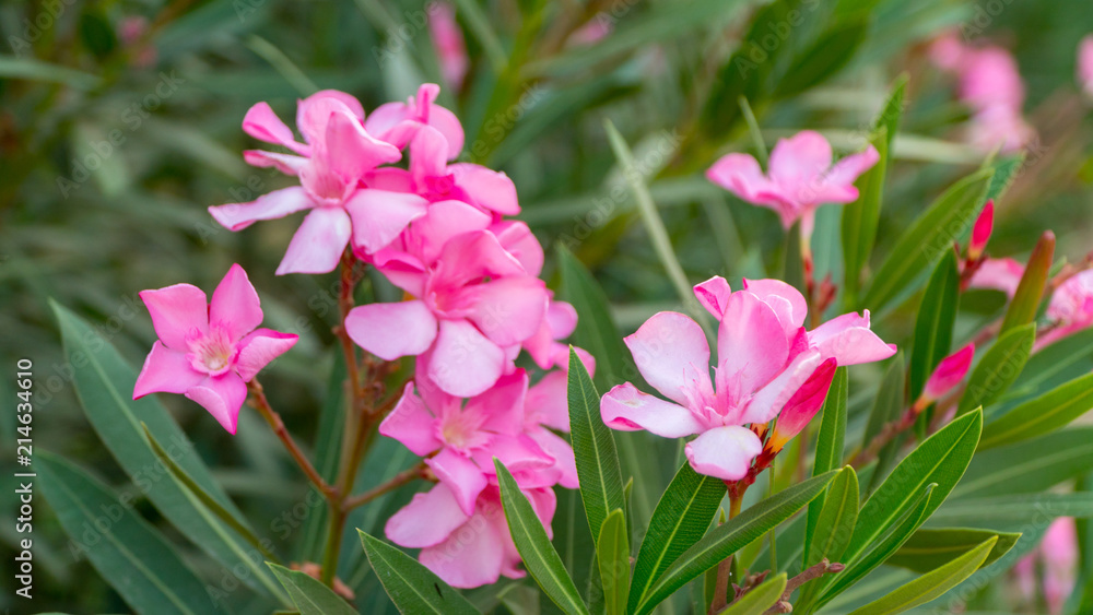 Pink flowers of Red-Leafed Rose. Pink flowers of Red-Leafed Rose.