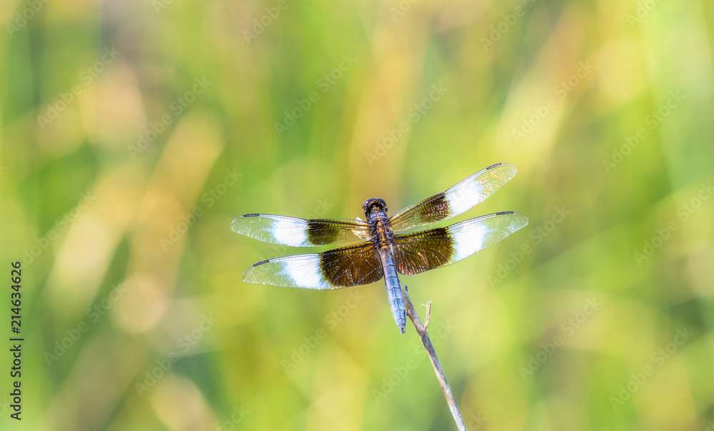 Macro of a Widow Skimmer Dragonfly (Libellula luctuosa) Perched on a Stalk Macro of a Widow Skimmer Dragonfly (Libellula luctuosa) Perched on a Stalk