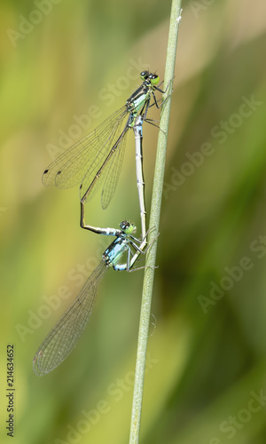 Marco of a Male & Female Plains Forktail (Ischnura damula) Copulating While hanging from a Stick © RachelKolokoffHopper