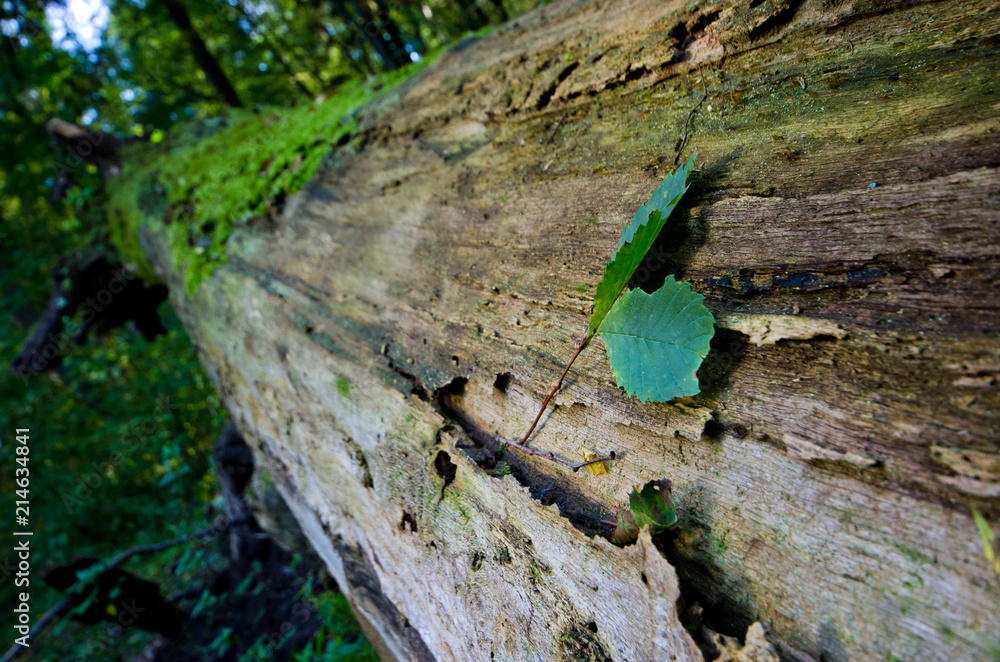 Huge trunk of the tree - Bialowieza, Poland Huge trunk of the tree - Bialowieza, Poland