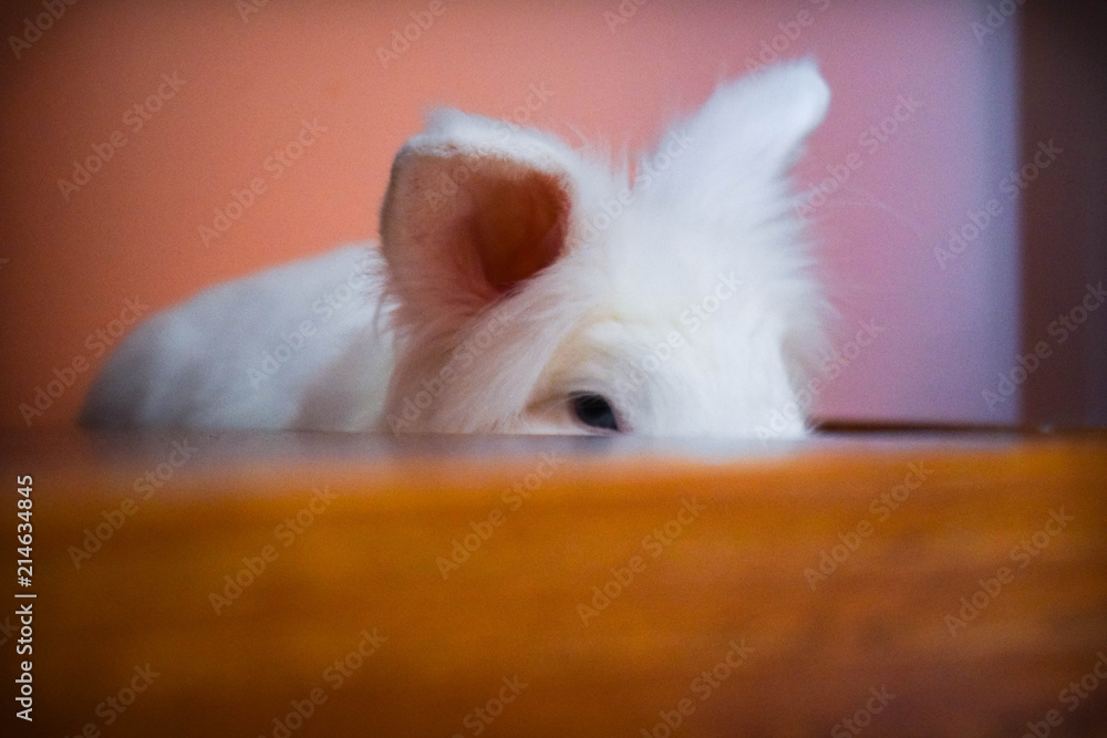 Obraz premium Close up of Cute Little White Bunny sleeps and rests