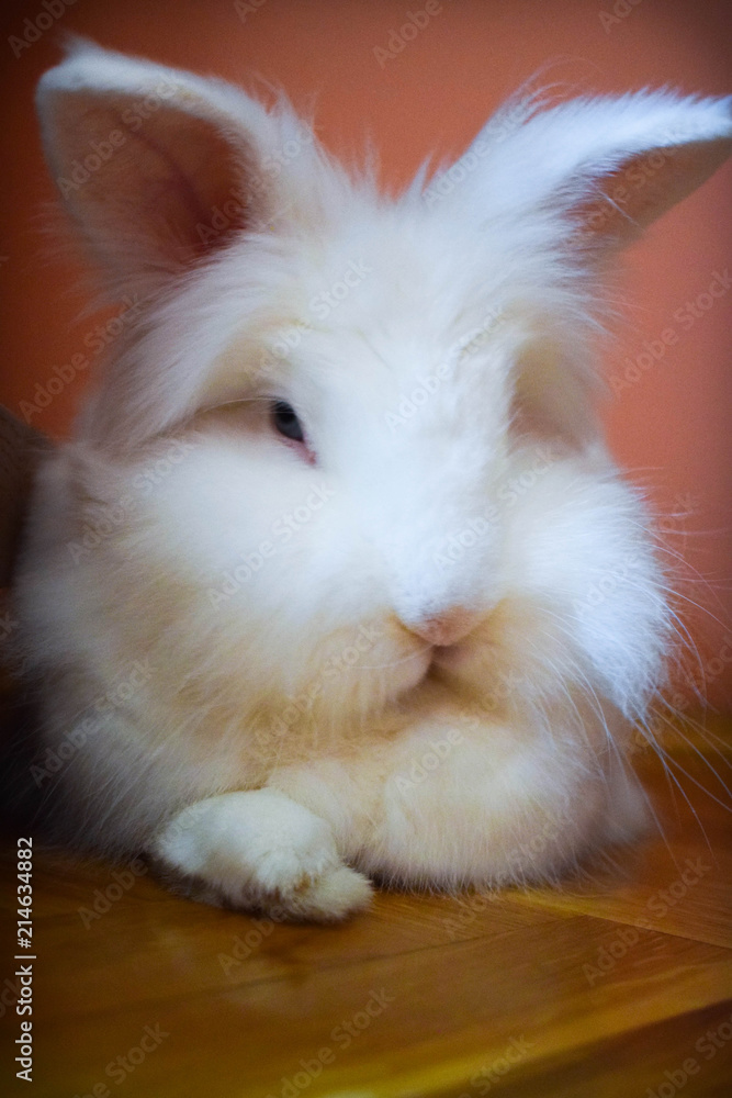 Close up of Cute Little White Bunny sleeps and rests Close up of Cute Little White Bunny sleeps and rests