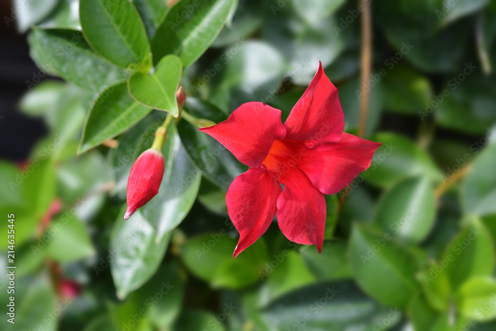 Chilean jasmine Sundaville Red