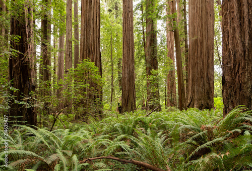 Dekoracja na wymiar  redwood-national-park-in-california