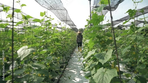 Man With A Hat In A Large Plantation - Slide Shot - Right To Left  photo